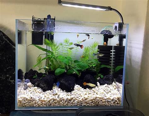 養水魚|養魚新手入門：水族箱設缸完全教學！